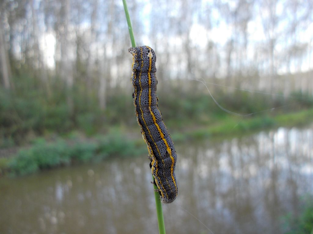 Bruco con triangolino bianco - Aedia leucomelas, Noctuidae